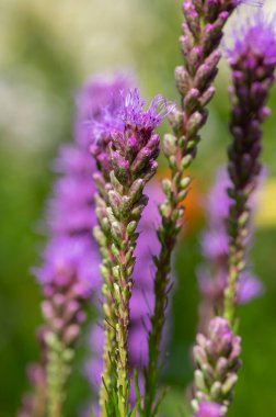 Liatris spicata derin mor çiçekli bitki, çiçek ve tomurcuklar uzun yeşil gövde üzerinde çiçek