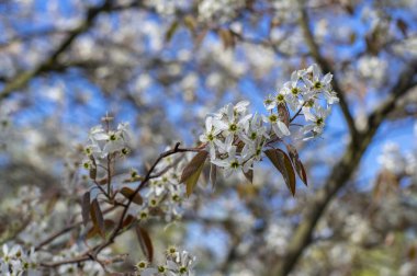 Amelanchier lamarckii yaprak döken çalılar, dallardaki beyaz çiçekler, küçük tomurcuklar ve yapraklar, mavi gökyüzü