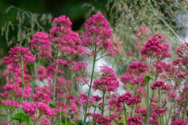 Centranthus ruber kırmızı mahmuz kediotu çiçekleri, çiçek açmış parlak kırmızı pembe çiçekler, yeşil gövde ve yapraklar, süslü şeytanlar sakal çiçeği