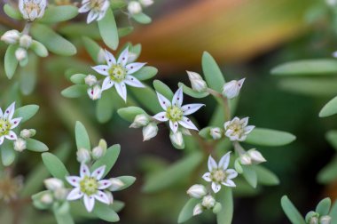 Sedum hispanicum İspanyol taşı küçük beyaz çiçekli bitki, çiçekli minik çiçekler