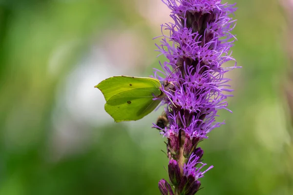 Gonepteryx Rhamni Světle Žlutý Bílý Motýl Sedící Liatris Spicata Tmavě — Stock fotografie