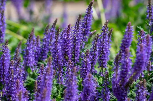 Salvia Nemorosa Salvia Del Bosque Hermoso Color Brillante Flores Azules — Foto de Stock