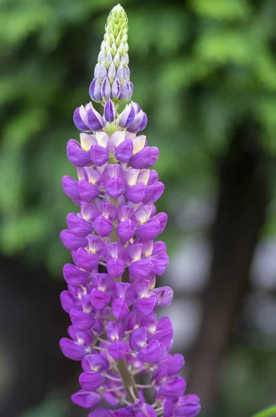 杜鹃多叶大叶杜鹃花盛开 紫罗兰蓝花高大的观赏植物在高大的枝干上 — 图库照片