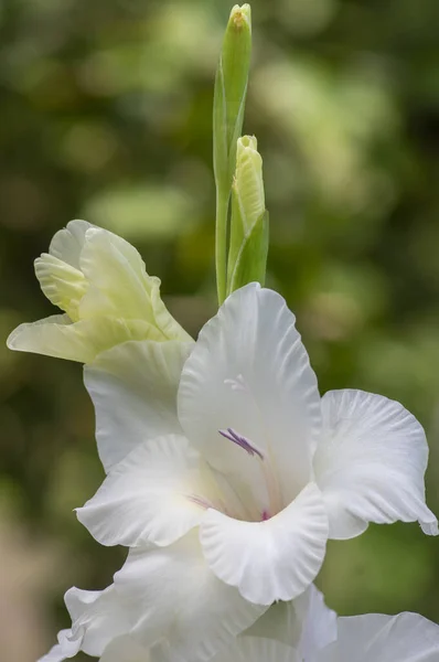 Gladiolus Grandiflorus Alba Grandes Flores Flor Caule Alto Belas Plantas — Fotografia de Stock