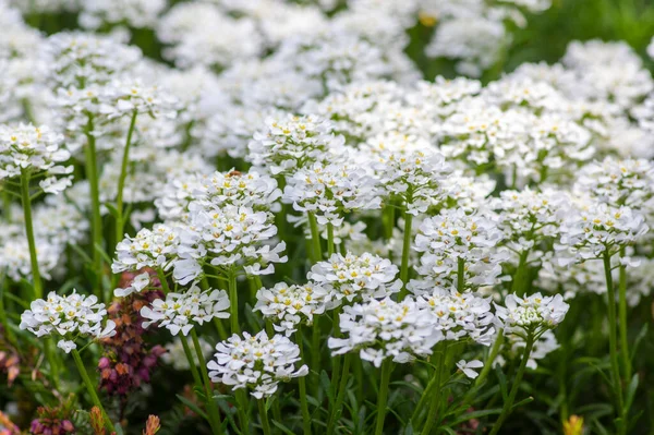 Iberis Sempervirens Stálezelené Kandytuft Trvalé Květiny Květu Skupina Bílých Jarních — Stock fotografie