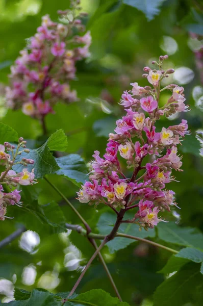 Aesculus Carnea Pavia Красные Конские Ореховые Цветки Цветении Ярко Розовое — стоковое фото