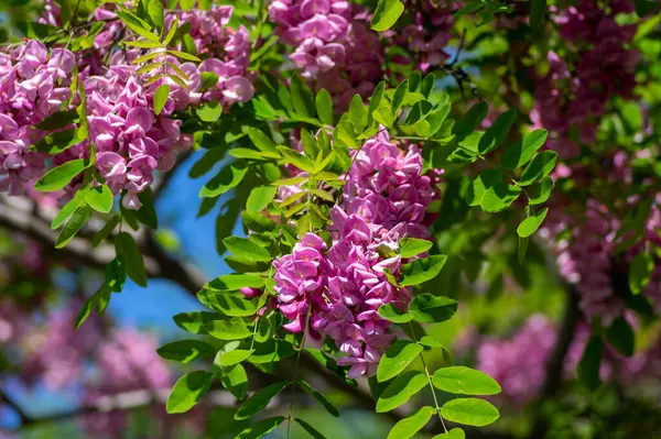 Robinia Pseudoacacia Ornamental Árbol Flor Cultivo Bata Púrpura Florecimiento Ramo —  Fotos de Stock