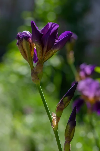 Iris Germanica Fleurs Ornementales Fleurs Belles Plantes Fleurs Haut Drapeau — Photo