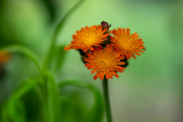 Pilosella Aurantiaca Orange Hawkweed Divoké Kvetoucí Rostliny Letní Nepěstované Lišky — Stock fotografie