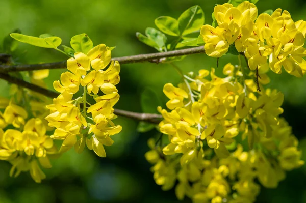 Laburnum Anagyroides Gouden Regenketting Sierheester Takken Bloei Bloeiende Kleine Boom — Stockfoto