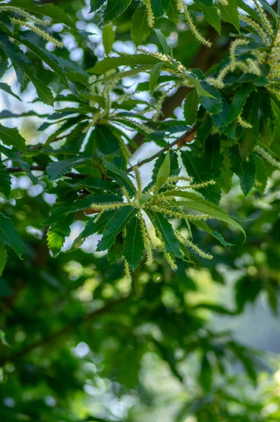 カスタネアサティバ白甘栗の開花木 花が満開の枝の詳細 緑の葉 — ストック写真