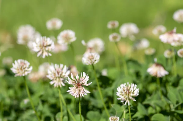 Trifolium Repens White Dutch Ladino Clover Wild Flowering Plant White — Stock Photo, Image