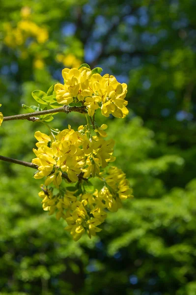 Laburnum Anagyroides Chaîne Pluie Dorée Branches Arbustes Ornementaux Fleurs Petit — Photo