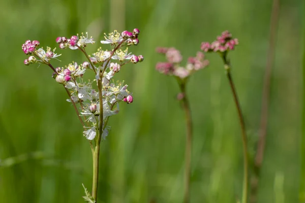 Filipendula Vulgaris Fern Leaf Dropwort White Flowering Plant Meadow Detail — Stock Photo, Image