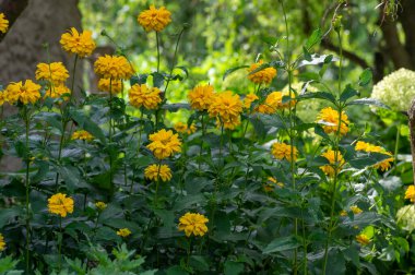Bir grup Heliopsis Helianthoides, çiçek açmış çift sarımsı öküz gözü, yaz boyunca süs bahçesinde açan sarı çiçekler.