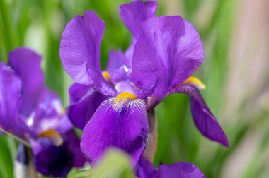 Çiçeklerle süslenmiş Iris Germanica çiçekleri, bahçede çiçek açan güzel uzun Sibirya bayrakları.