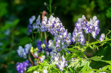 Aconitum paniculigerum cammarum aconite in bloom, monkshood wolfs mousebane bane fındık çiçekli şeytan kaskı, beyaz ve mavi çiçekler ve yeşil yapraklar