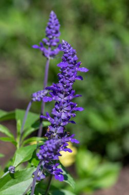 Salvia farinacea mealycup adaçayı. Çiçekli güzel mor mavi çiçekler, bahçedeki çiçekli bilgeler, yeşil yapraklar.