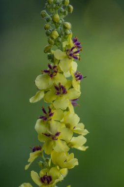 Verbascum nigrum nigrum siyah mullein vahşi çiçekli bienal bitki küçük sarı ve mor çiçekler çayır üzerinde çiçek