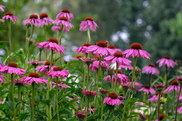 Echinacea Purpurea Paarse Coneflowers Bloeiende Planten Groep Van Decoratieve Geneeskrachtige — Stockfoto