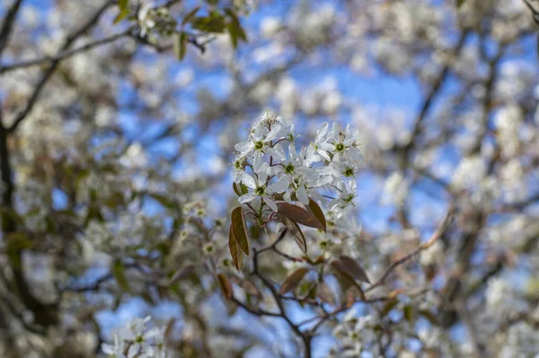 꽃봉오리와 꽃봉오리와 나뭇가지에 — 스톡 사진