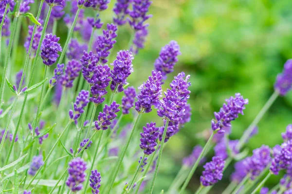 Lavandula Angustifolia Bos Bloemen Bloei Paarse Geurende Plant Groene Achtergrond — Stockfoto