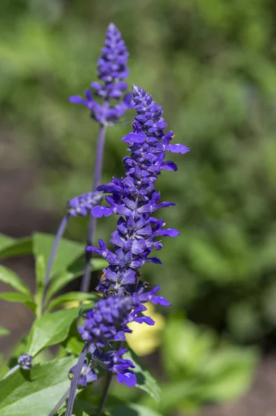 Salvia Farinacea Mealycup Salvia Hermosas Flores Azul Púrpura Bllom Sabios — Foto de Stock