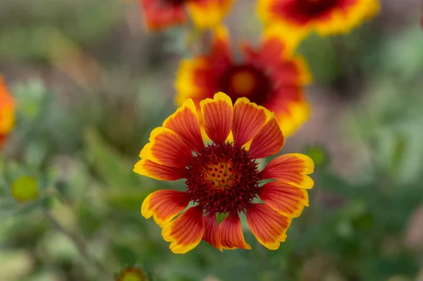 Gaillardia Aristata Vermelho Amarelo Flor Flor Manta Comumflor Brilhante Colorido — Fotografia de Stock