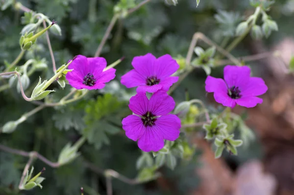 Geranium Sanguineum Kanlı Turnalar Parlak Pembe Çiçekli Bir Bitki Çiçek — Stok fotoğraf