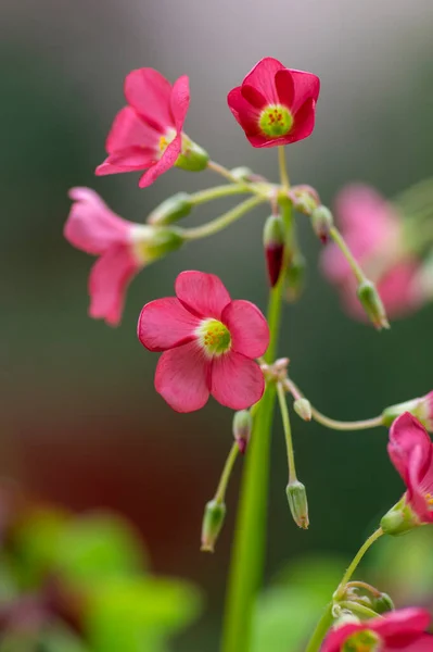 Oxalis Deppei Tetraphylla Красивые Цветущие Луковичные Растения Четырехлистный Розовый Соррель — стоковое фото