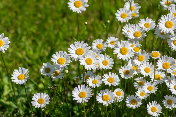 Leucanthemum Vulgare Oxeye Százszorszép Virágok Virágos Vad Rét Marguerite Virágzó — Stock Fotó