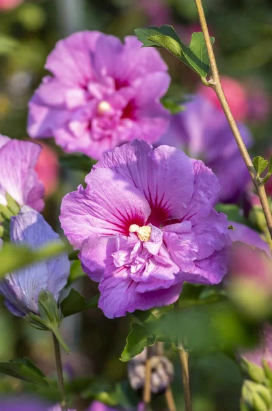 Гібіскус Корейська Троянда Або Сирійський Кущовий Квітучий Кущ Цвітіння Квітучі — стокове фото