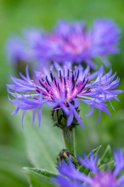 Centaurea Montana Dağı Mısır Çiçeği. Çiçek açmış mavi mor çiçekler. Knapweed mavisi çiçek açan bitki.