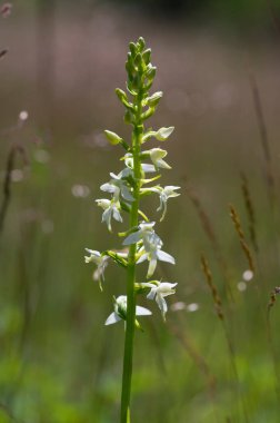 Platanthera bifolia beyaz yabani daha az kelebek orkide çiçekleri çiçek açan güzel çayır orkideleri yeşil çimenlerdeki çiçekler