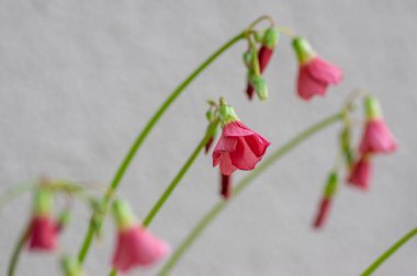 Oxalis deppei tetraphylla güzel çiçek açan ampul çiçekleri, dört yapraklı pembe kuş çiçekleri, çiçek başı ayrıntıları, yeşil gövde