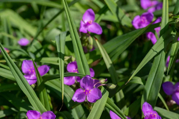 Tradescantia Virginiana Virginia Spiderwort Purple Flowing Plant 녹색긴 — 스톡 사진