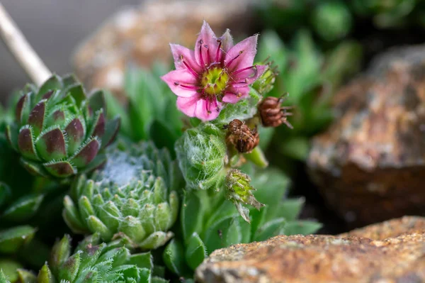 Sempervivum Arachnoideum Pink Flowering Ornamental Cobweb House Leek Plants Small — Stock Photo, Image