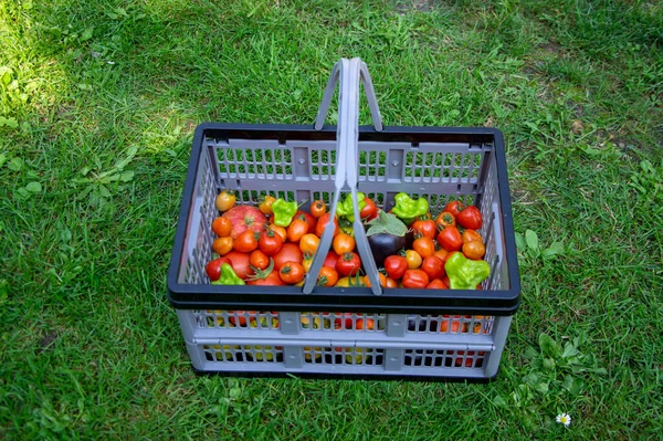 Kunststof Rechthoekige Mand Met Vers Oogstfruit Groep Gerijpte Rode Gele — Stockfoto