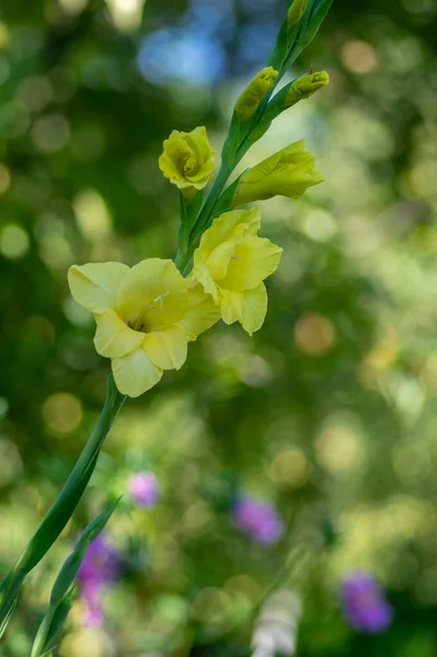 Gladiolus Grandiflorus Amarelo Grandes Flores Flor Caule Alto Belas Plantas — Fotografia de Stock