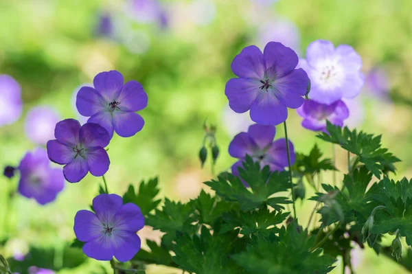 Cranesbills Group Flowers Bloom Cultivated Hybrid Geranium Rozanne Flowering Plants — Stock Photo, Image