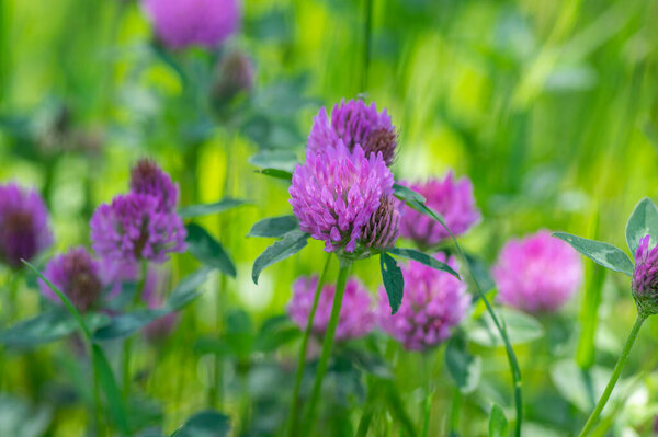 Trifolium pratense красный клевер дикое цветущее растение, фиолетовый луг цветы в цвету, зеленые листья