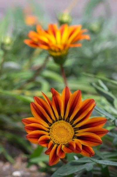 ガザニアは花に宝の花を咲かせ オレンジ色の黄色は観賞用の庭の開花植物 明るい色を栽培します — ストック写真