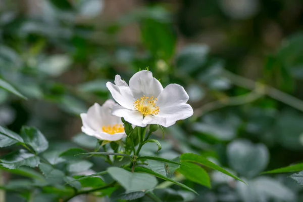 Róża Psów Rosa Canina Corymbifera Białe Lekkie Kwiaty Rozkwicie Gałęziach — Zdjęcie stockowe