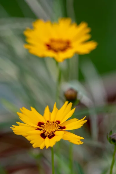 Coreopsis Grandiflora Ярко Желтое Красное Цветущее Растение Группа Лепестков Декоративных — стоковое фото