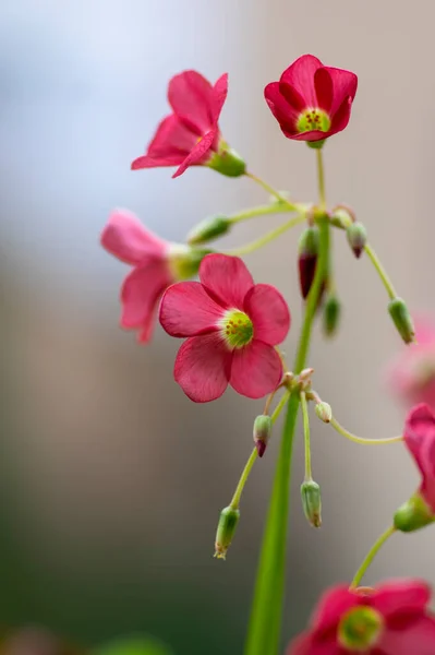 Oxalis Deppei Tetraphylla Красивые Цветущие Луковичные Растения Четырехлистный Розовый Соррель — стоковое фото