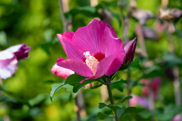 Hibiscus Syriacus Koreańska Róża Lub Syryjski Ketmia Krzew Rozkwicie Róża — Zdjęcie stockowe