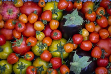 Taze hasat meyveleriyle plastik dikdörtgen şeklinde sepet, olgunlaşmış kırmızı ve sarı yeşil domatesler, yeşil çimenlerde patlıcan ve elma.
