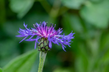 Centaurea Montana Dağı Mısır Çiçeği. Çiçek açmış mavi mor çiçekler. Knapweed mavisi çiçek açan bitki.