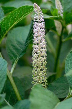 Phytolacca esculenta Kızılderili dürtükleme Asyalı pokeweed çiçekli bitki, çiçek açmış beyaz açık pembe çiçekler, yeşil yapraklar