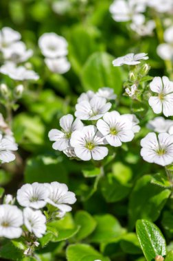 Çingene serastoidleri, çiçek açan beyaz çiçekleri, çiçek açan güzel yaprakları, bahçede sürünen civciv nefesli bitkileri.